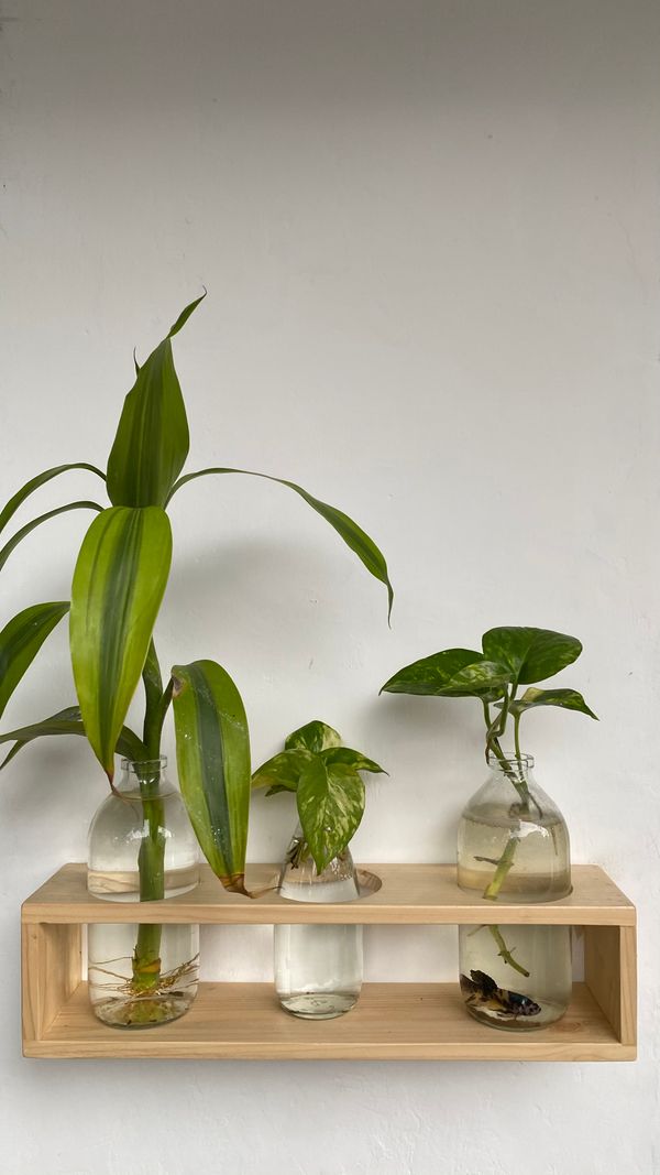 Grøn plante og vase på et bord